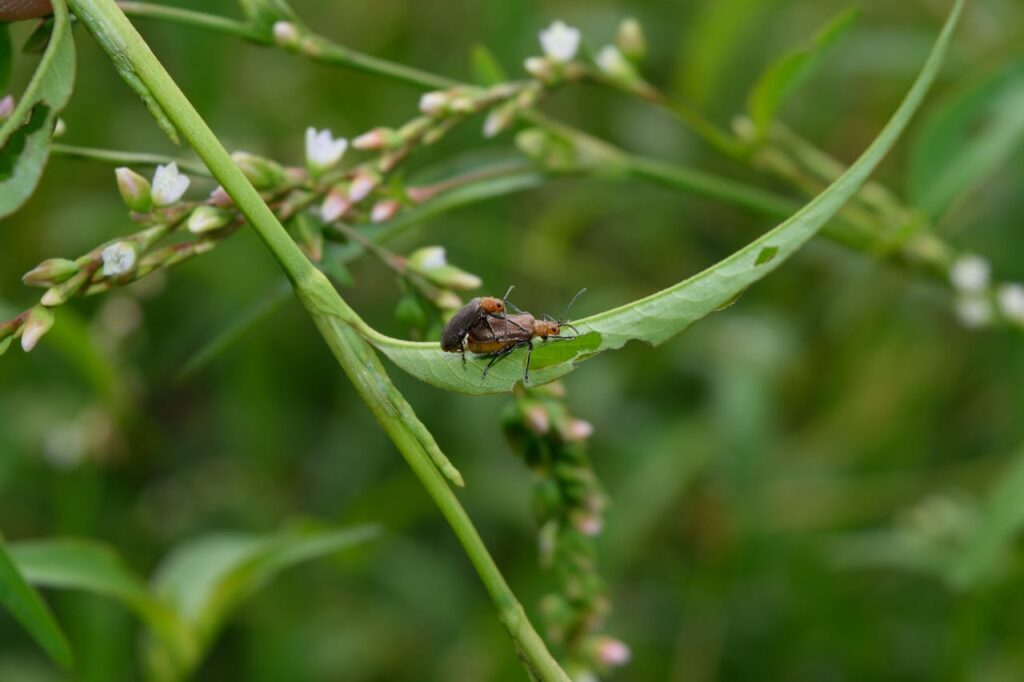 How to Grow an Organic Vegetable Garden with Effective Pest Control: A Comprehensive Guide