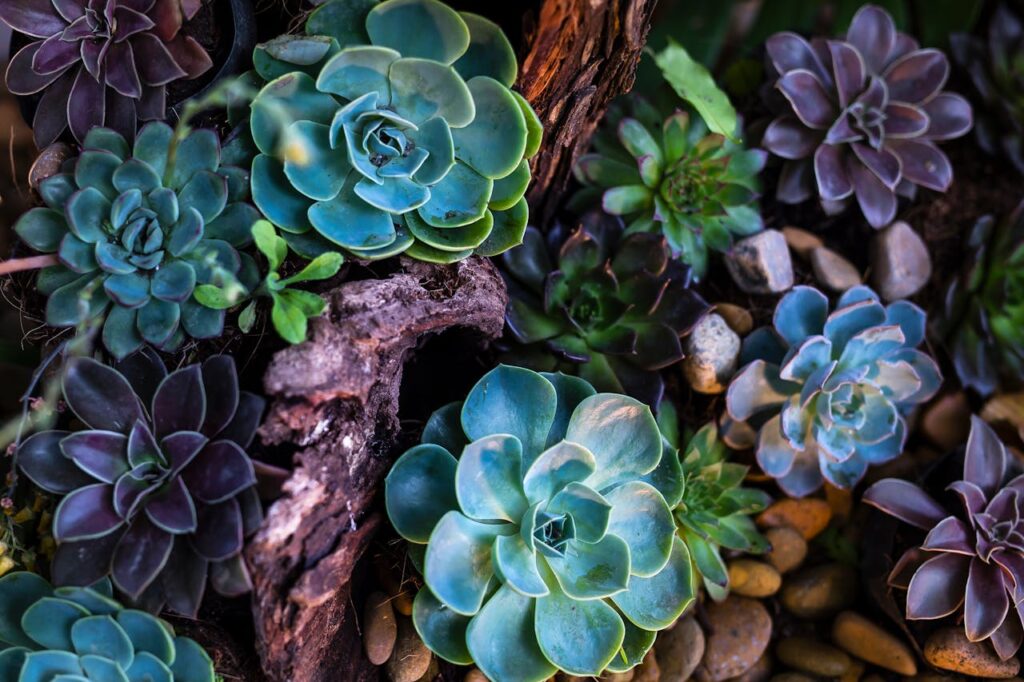 How to Care for Succulents Indoors: Essential Tips and Tricks for Thriving Plants