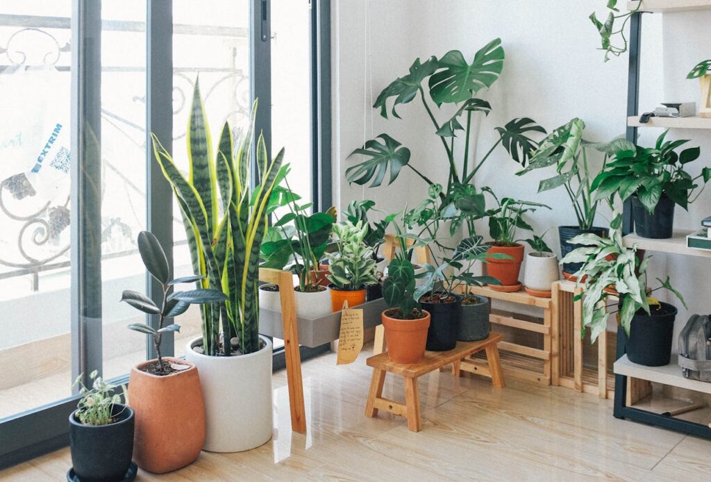 Top 10 Indoor Plants for Beginners