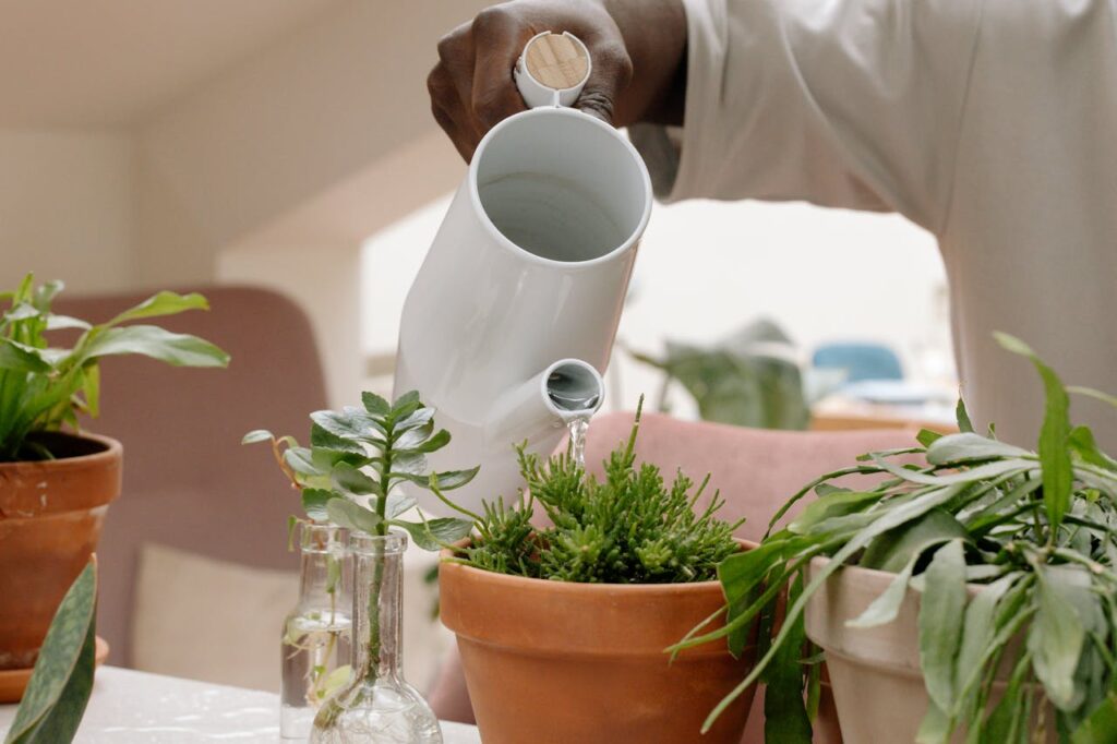 How to Water Indoor Plants: The Ultimate Guide