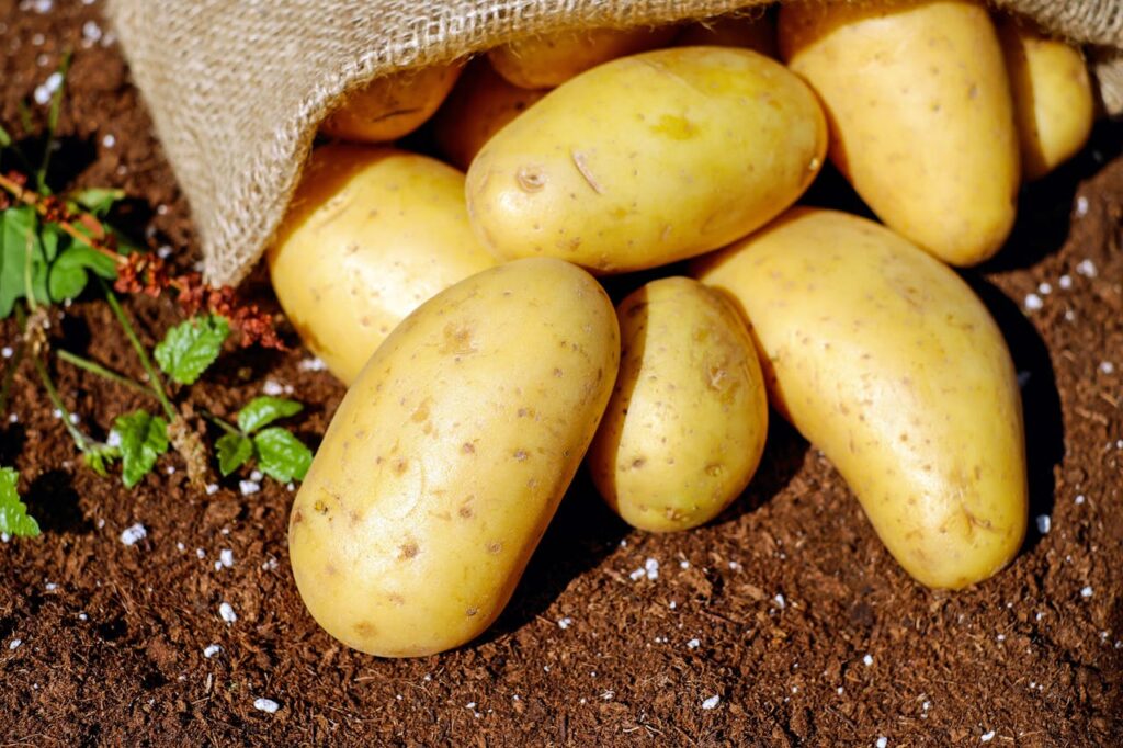 How to Plant and Grow Potatoes: A Comprehensive Guide for Home Gardeners